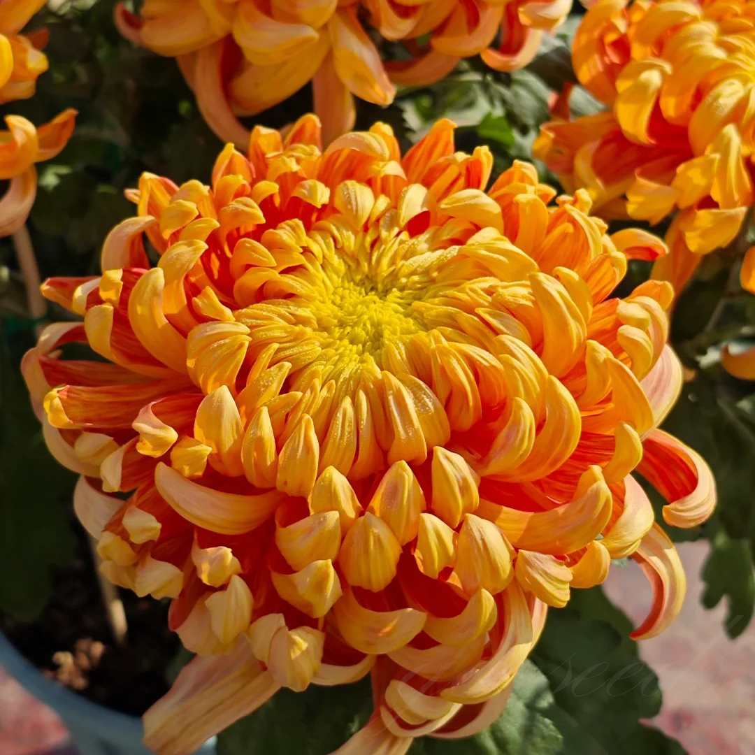🌺The Flower of Elegance🌼Giant Chrysanthemum Seeds