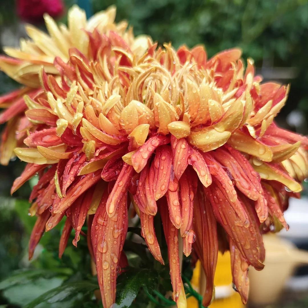 🌺The Flower of Elegance🌼Giant Chrysanthemum Seeds