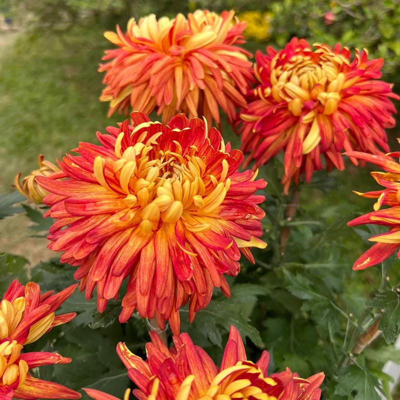 🌺The Flower of Elegance🌼Giant Chrysanthemum Seeds