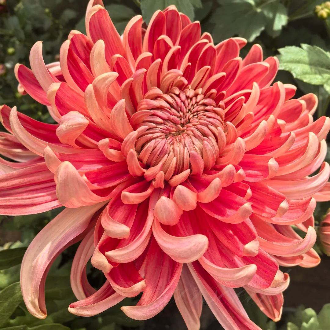 🌺The Flower of Elegance🌼Giant Chrysanthemum Seeds