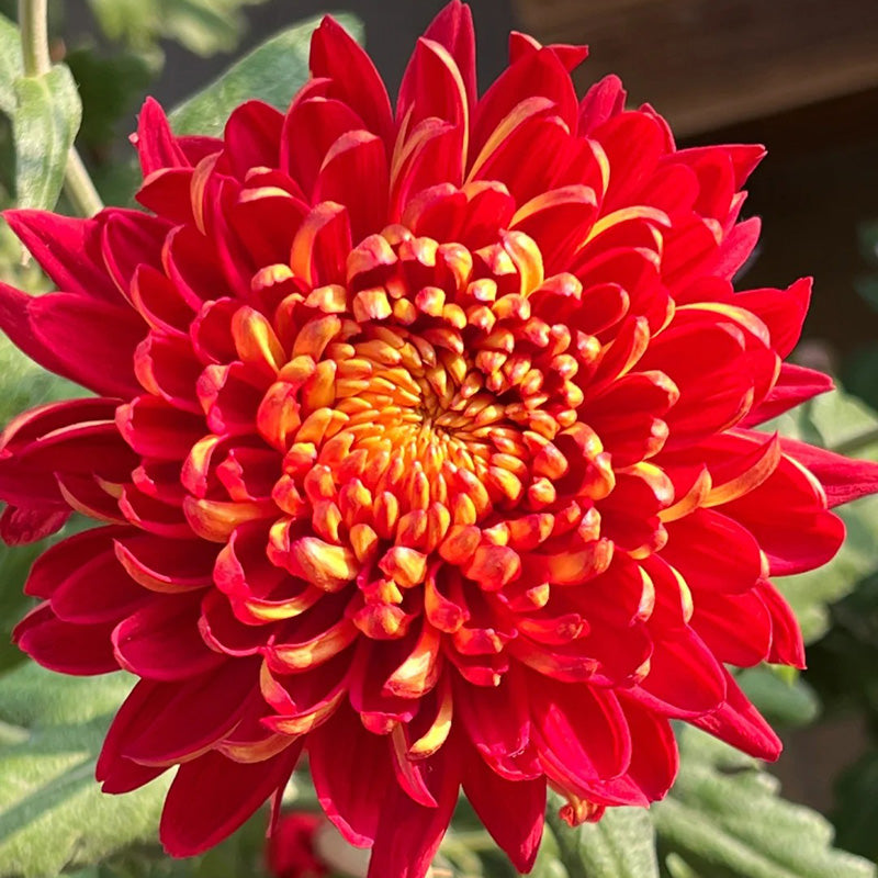 🌺The Flower of Elegance🌼Giant Chrysanthemum Seeds
