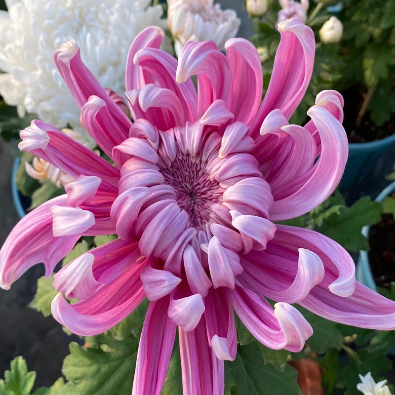 🌺The Flower of Elegance🌼Giant Chrysanthemum Seeds