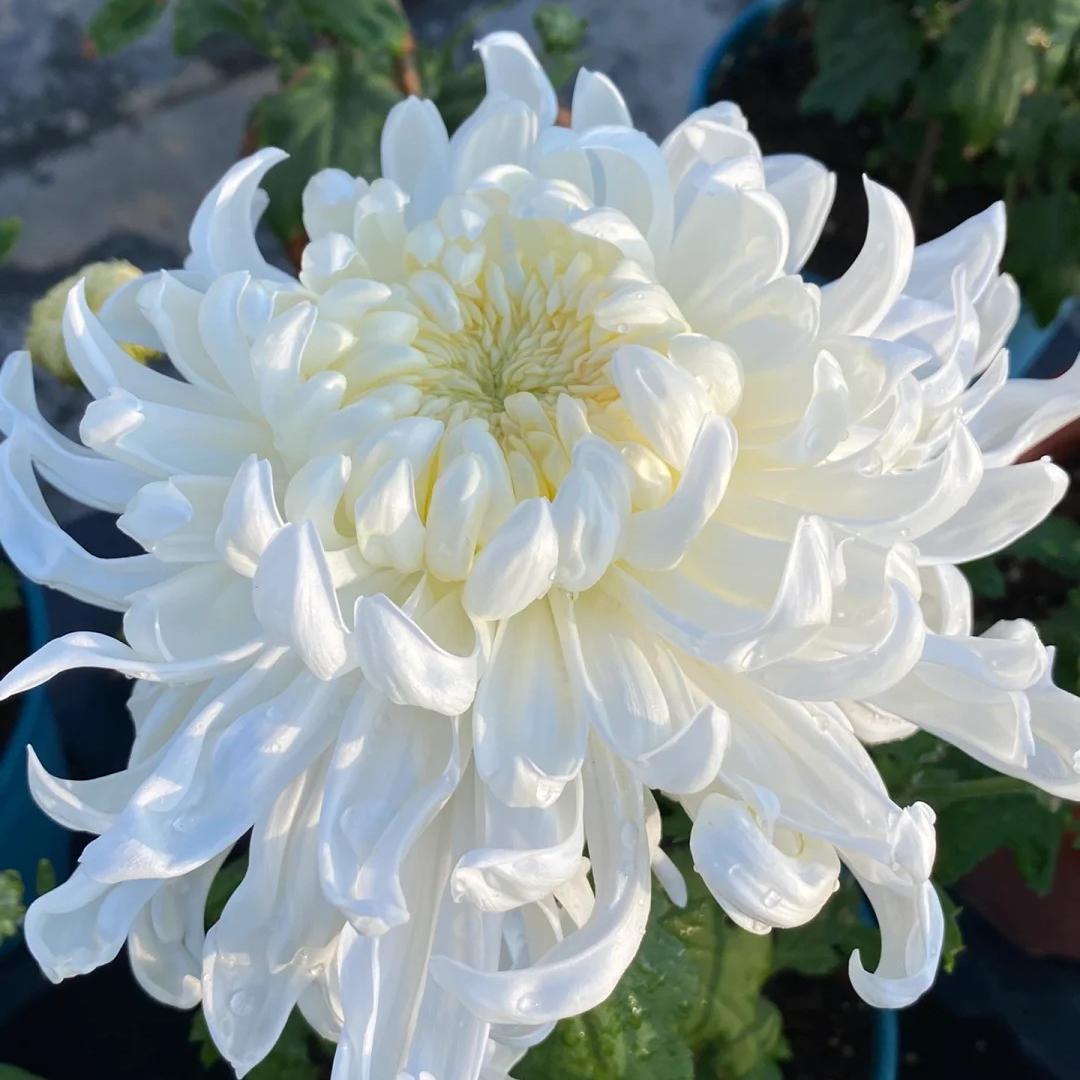 🌺The Flower of Elegance🌼Giant Chrysanthemum Seeds