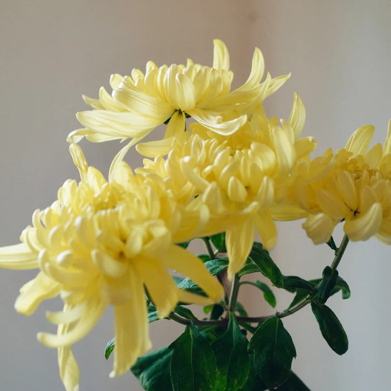 🌺The Flower of Elegance🌼Giant Chrysanthemum Seeds