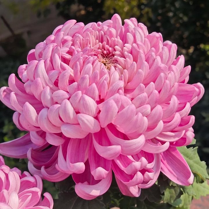 🌺The Flower of Elegance🌼Giant Chrysanthemum Seeds