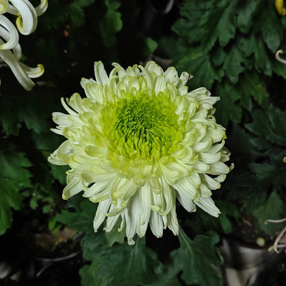 🌺The Flower of Elegance🌼Giant Chrysanthemum Seeds