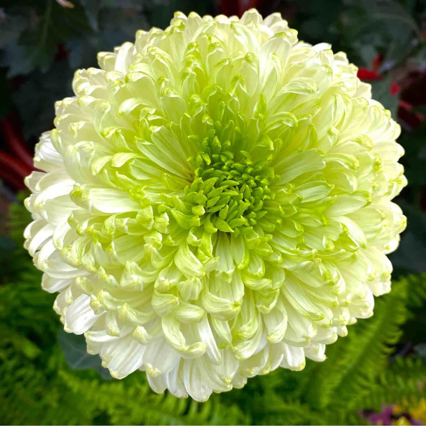 🌺The Flower of Elegance🌼Giant Chrysanthemum Seeds
