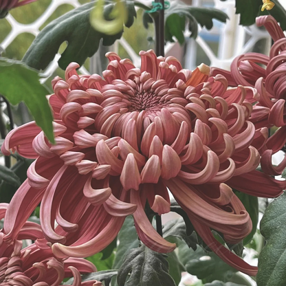 🌺The Flower of Elegance🌼Giant Chrysanthemum Seeds