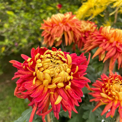🌺The Flower of Elegance🌼Giant Chrysanthemum Seeds