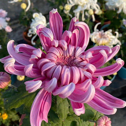 🌺The Flower of Elegance🌼Giant Chrysanthemum Seeds