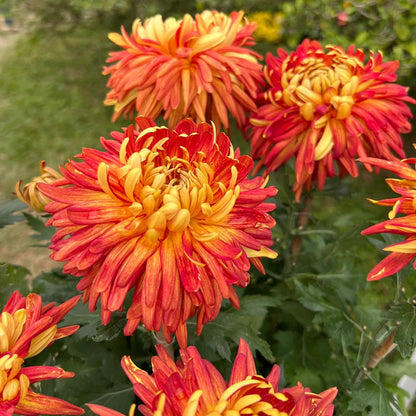 🌺The Flower of Elegance🌼Giant Chrysanthemum Seeds