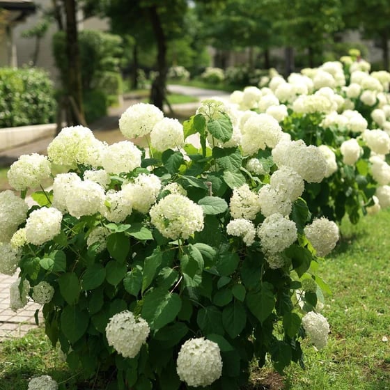 Outdoor Artificial Hydrangea Flowers💐