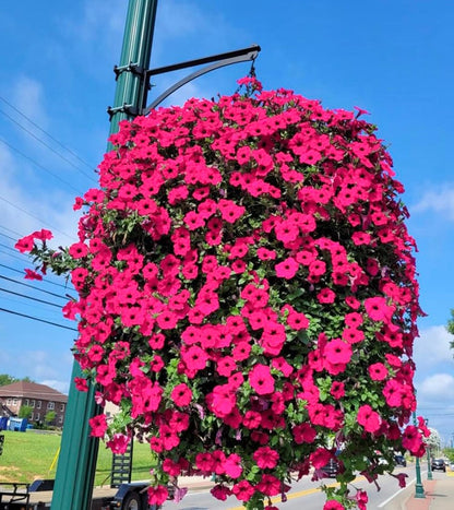 💥Special Price $16.98🌺Simulation Artificial Morning Glory
