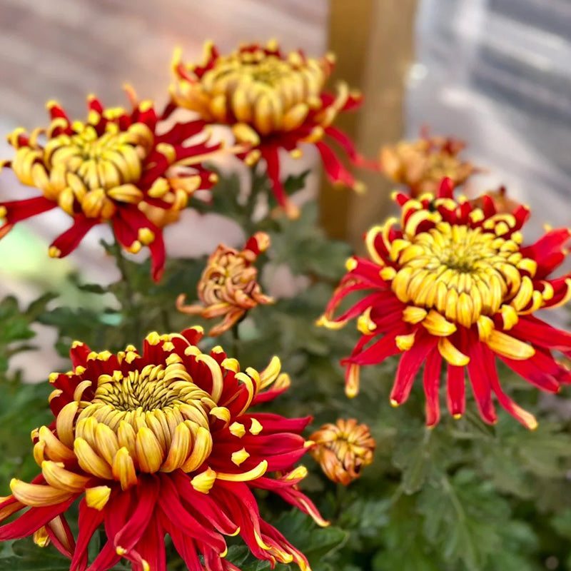 🌺The Flower of Elegance🌼Giant Chrysanthemum Seeds