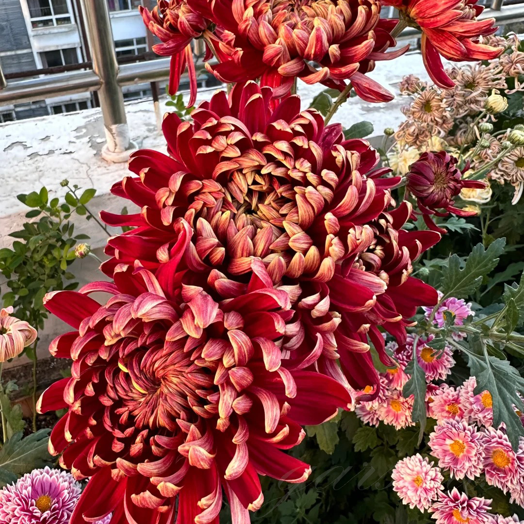 🌺The Flower of Elegance🌼Giant Chrysanthemum Seeds