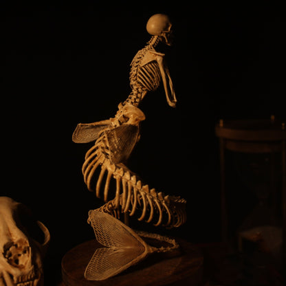 Radiantgrp - WENDIGO SKELETON CURIOSITY CABINET