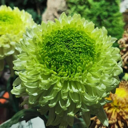 🌺The Flower of Elegance🌼Giant Chrysanthemum Seeds
