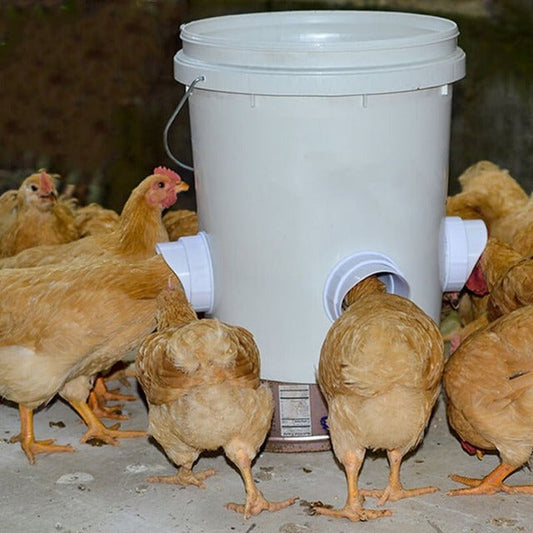Radiantgrp -DIY CHICKEN FEEDER