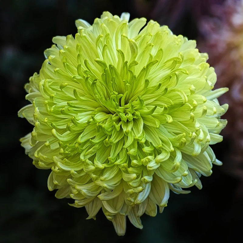 🌺The Flower of Elegance🌼Giant Chrysanthemum Seeds