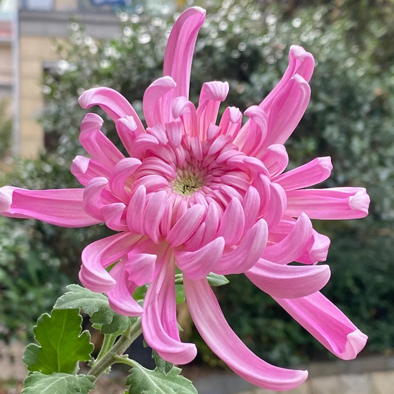🌺The Flower of Elegance🌼Giant Chrysanthemum Seeds