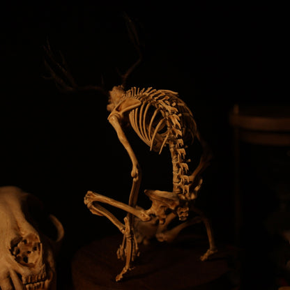 Radiantgrp - WENDIGO SKELETON CURIOSITY CABINET