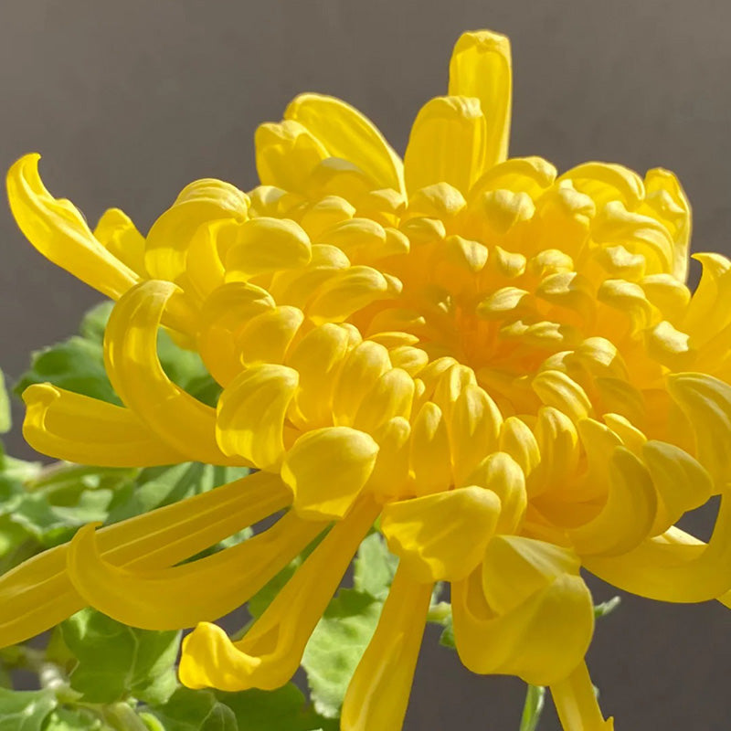 🌺The Flower of Elegance🌼Giant Chrysanthemum Seeds