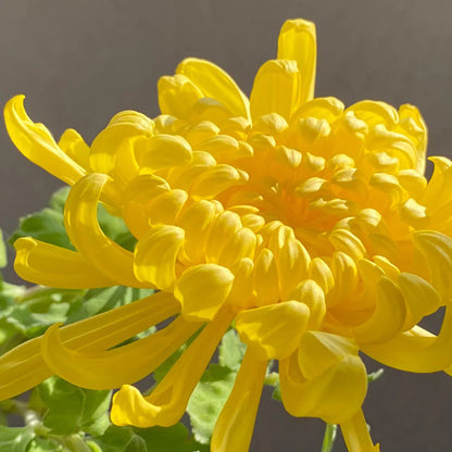 🌺The Flower of Elegance🌼Giant Chrysanthemum Seeds