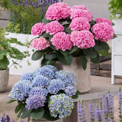 Outdoor Artificial Hydrangea Flowers💐