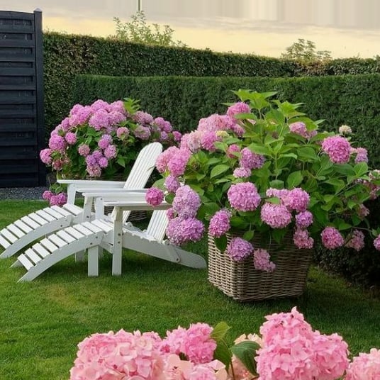 Outdoor Artificial Hydrangea Flowers💐