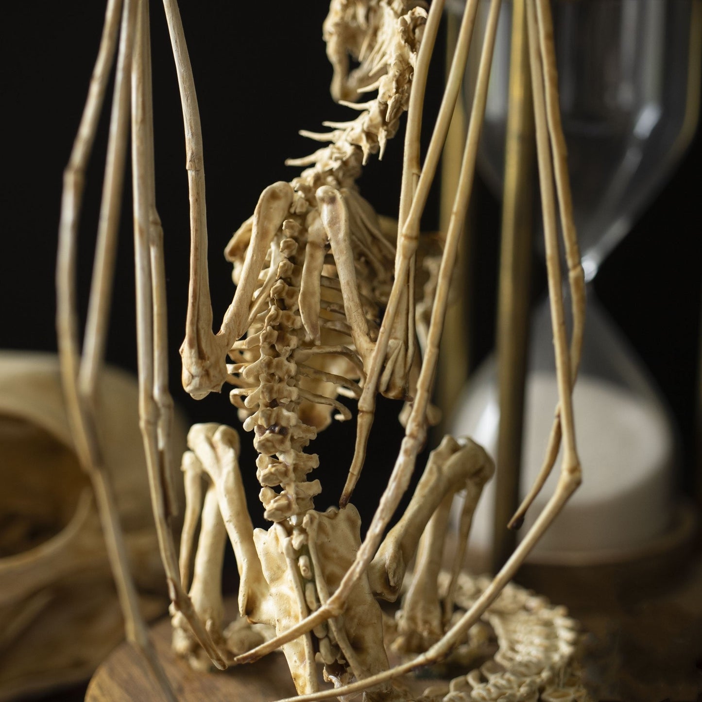 Radiantgrp - WENDIGO SKELETON CURIOSITY CABINET