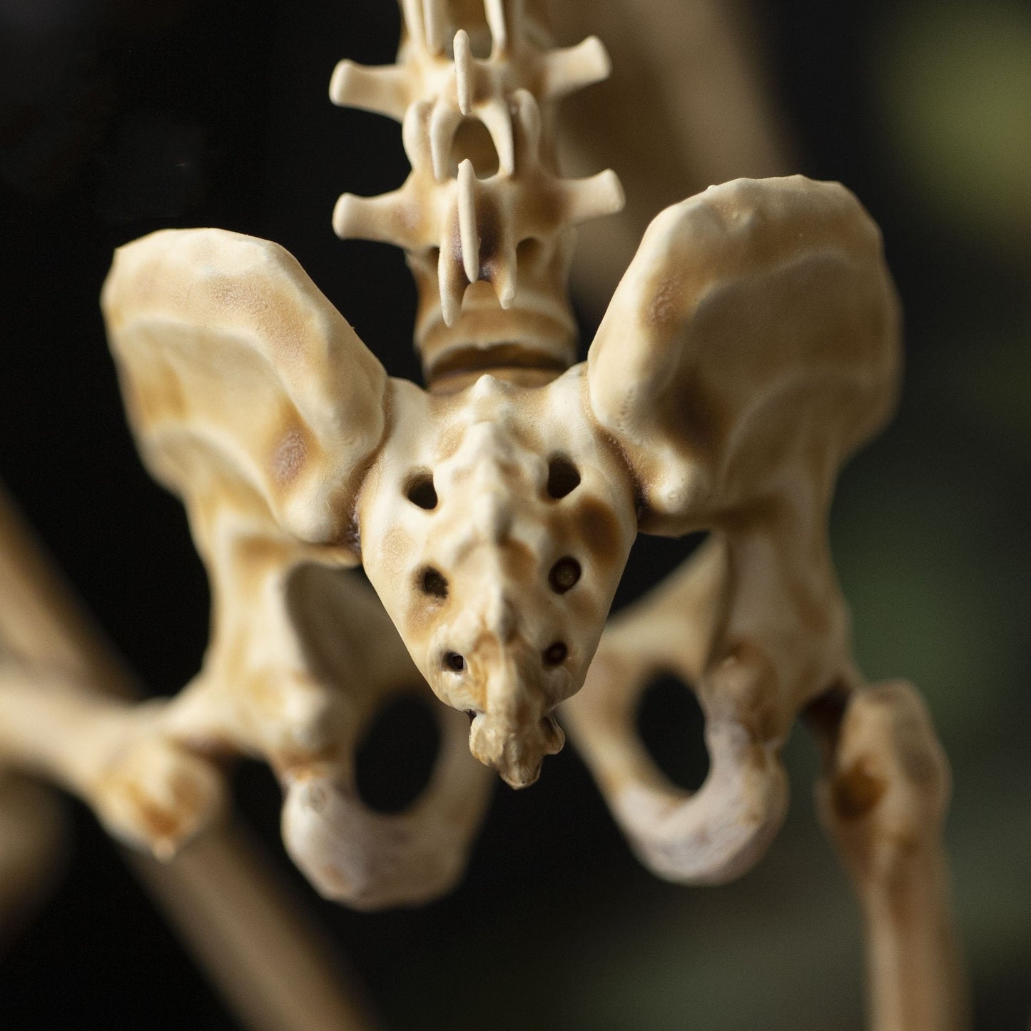 Radiantgrp - WENDIGO SKELETON CURIOSITY CABINET