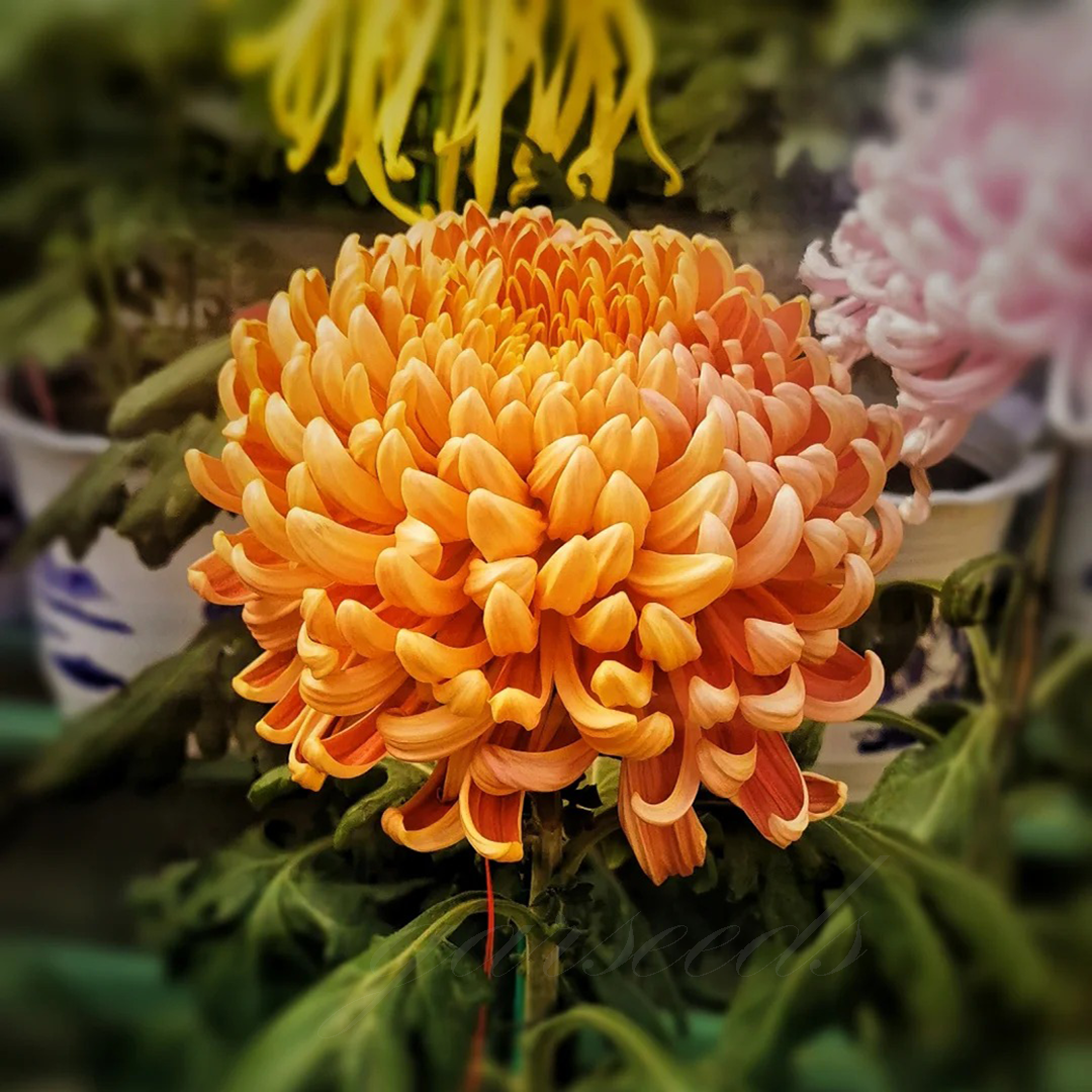🌺The Flower of Elegance🌼Giant Chrysanthemum Seeds