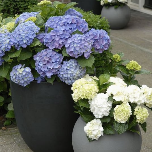 Outdoor Artificial Hydrangea Flowers💐