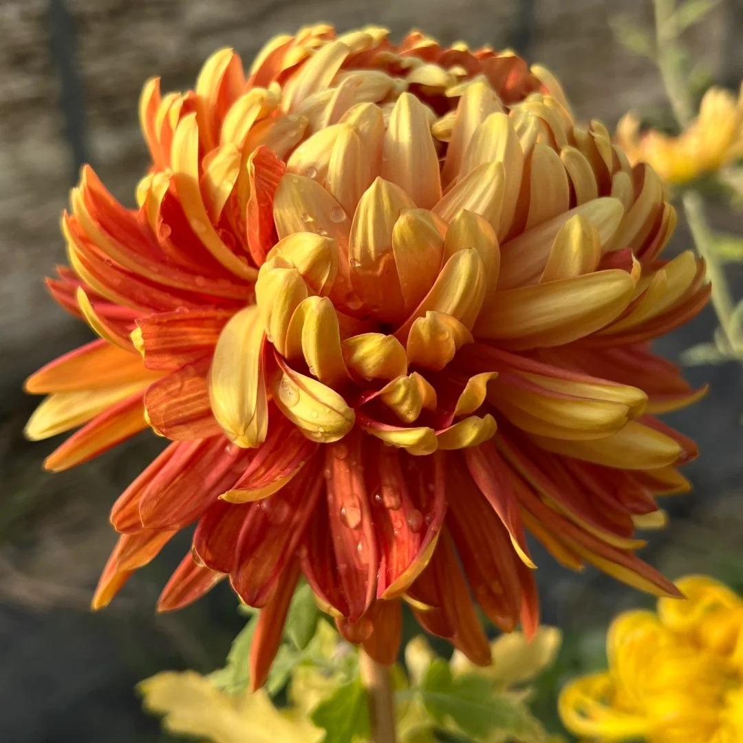 🌺The Flower of Elegance🌼Giant Chrysanthemum Seeds