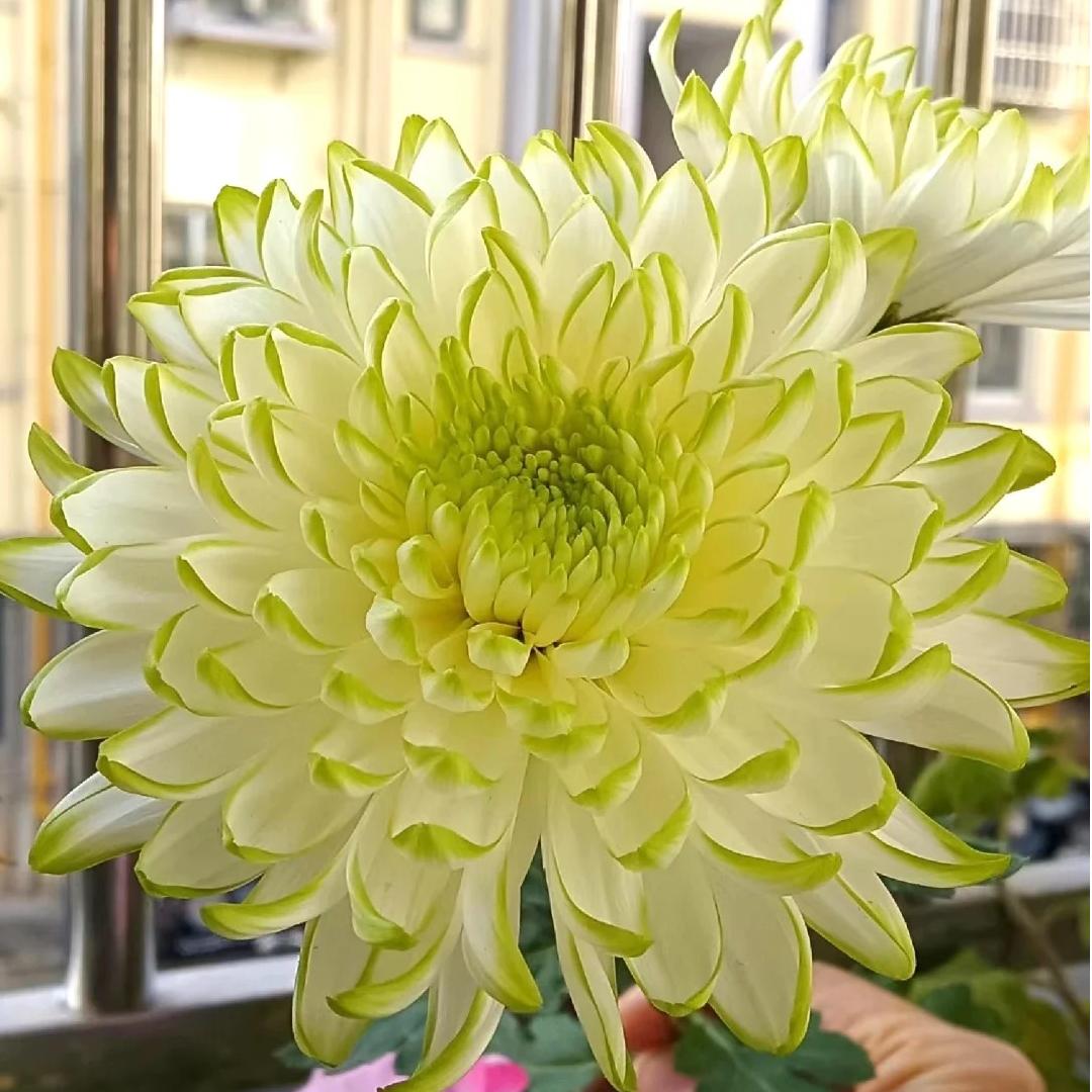 🌺The Flower of Elegance🌼Giant Chrysanthemum Seeds