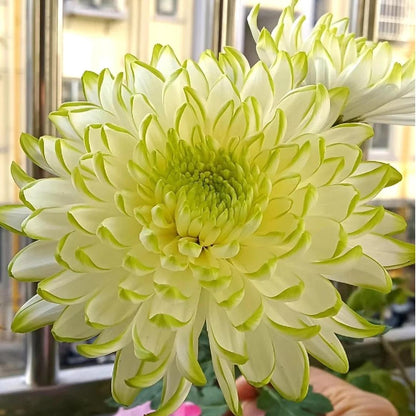 🌺The Flower of Elegance🌼Giant Chrysanthemum Seeds